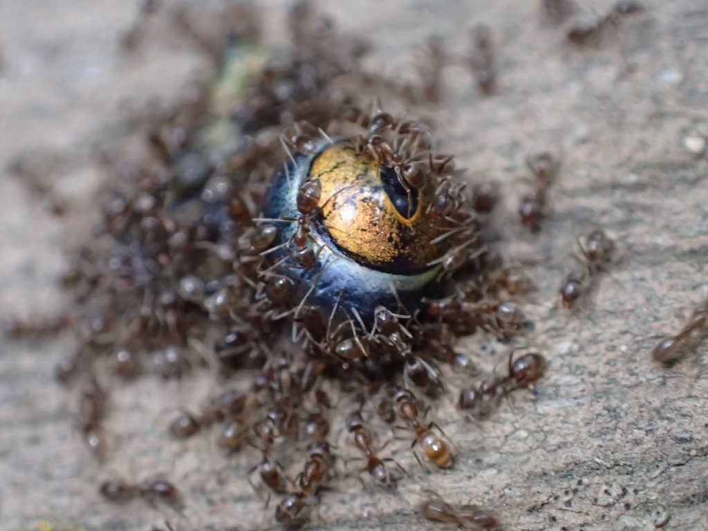 Argentine Ant Control identification photo — Burbank, CA pest information
