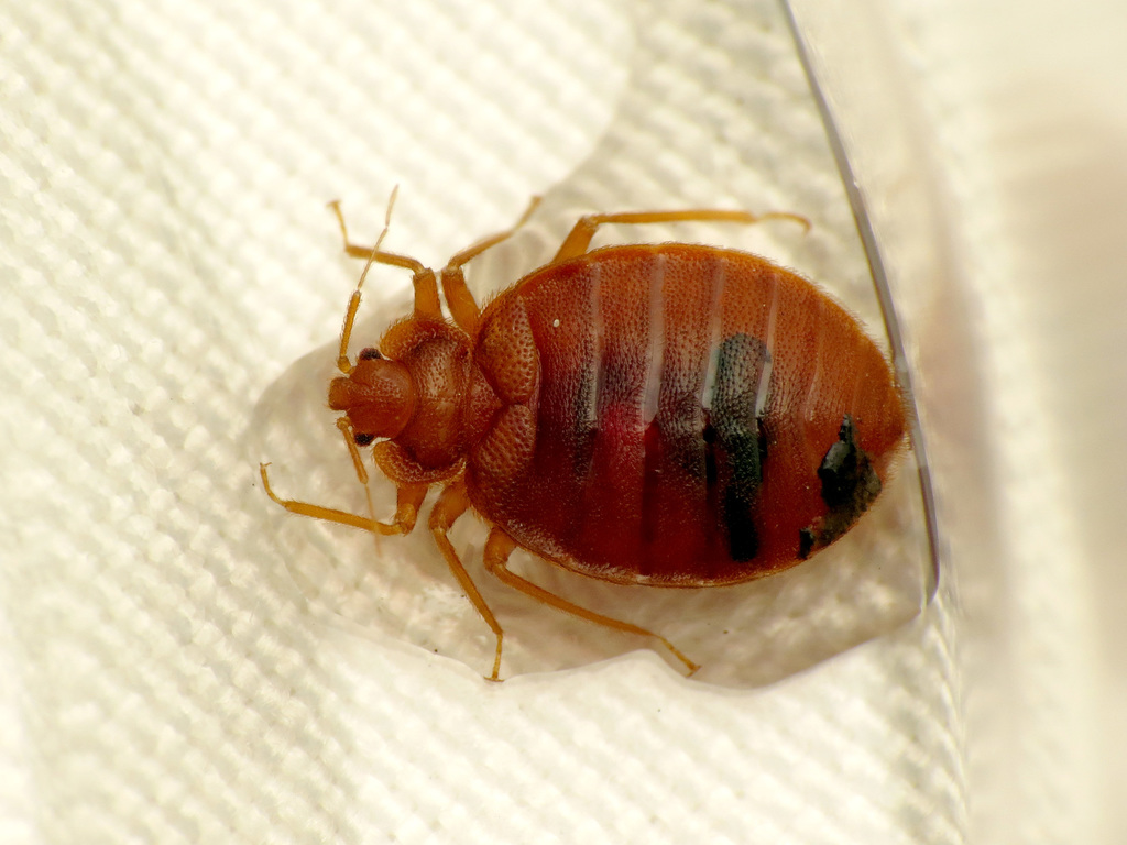 Bed Bug Heat Treatment identification photo — Sherman Oaks, CA pest information