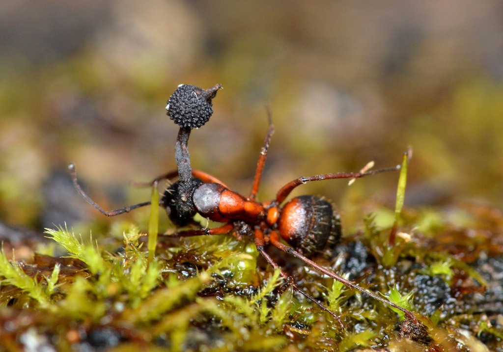 Carpenter Ant Control identification photo — Burbank, CA pest information