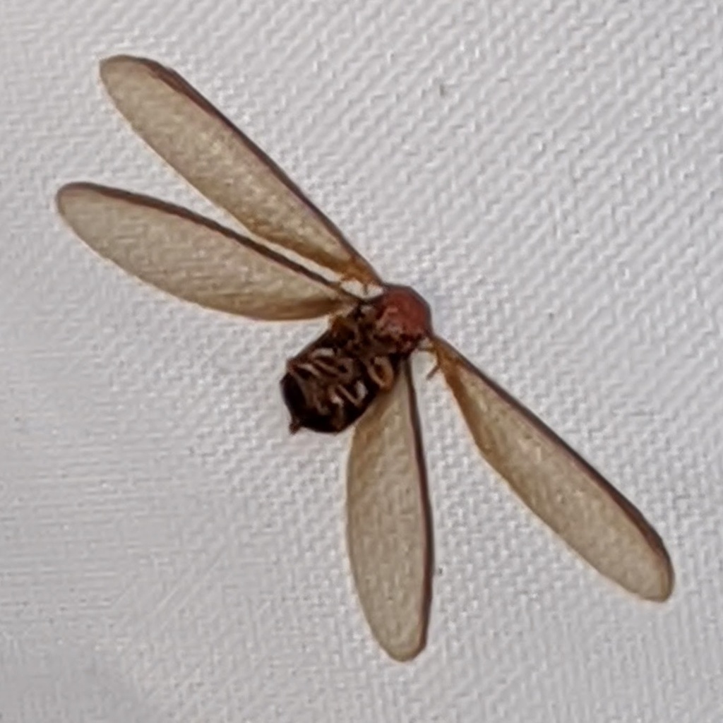 Drywood Termite Control identification photo — Burbank, CA pest information