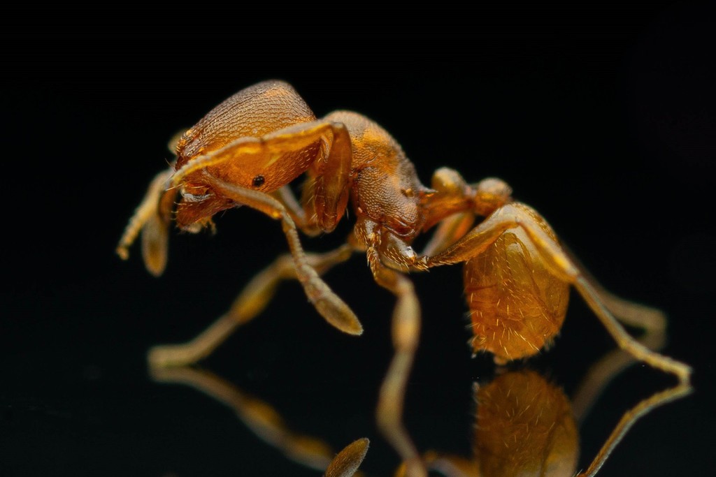Subterranean Termite Control identification photo — Burbank, CA pest information